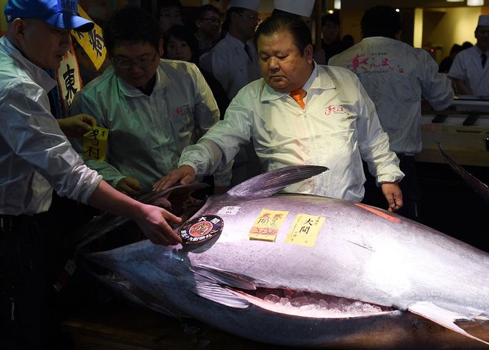 Japán sushi királya 3 milliót fizetett egy kékúszójú tonhalért